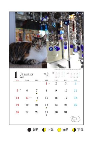 世界一猫にやさしいといわれる街 イスタンブールに暮らす猫たちの日常