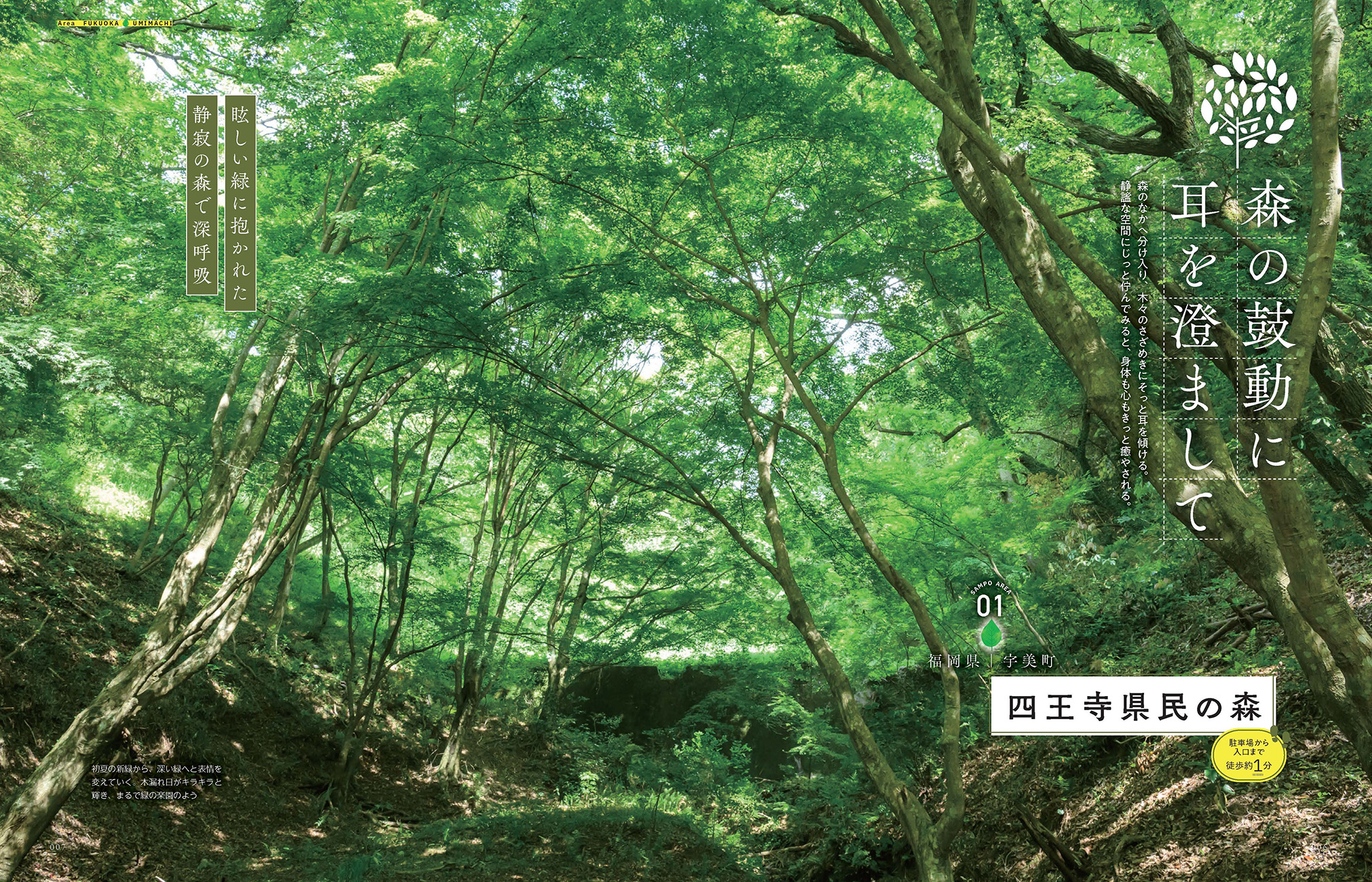 縁起物＊縁起木【天然野生/森の奥深くからはるばるやって来た可愛い柊さん】ひいらぎ 自然を満喫 森さんぽ 福岡版 - BOOKぴあ ぴあ株式会社の出版ポータルサイト