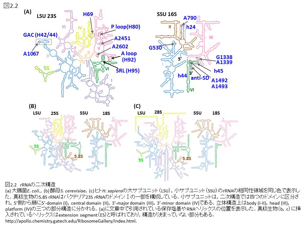 ノンコ-ディングＲＮＡ ＲＮＡ分子の全体像を俯瞰する  /化学同人/廣瀬哲郎（単行本） ノンコーディングRNA: RNA分子の全体像を俯瞰する (DOJIN