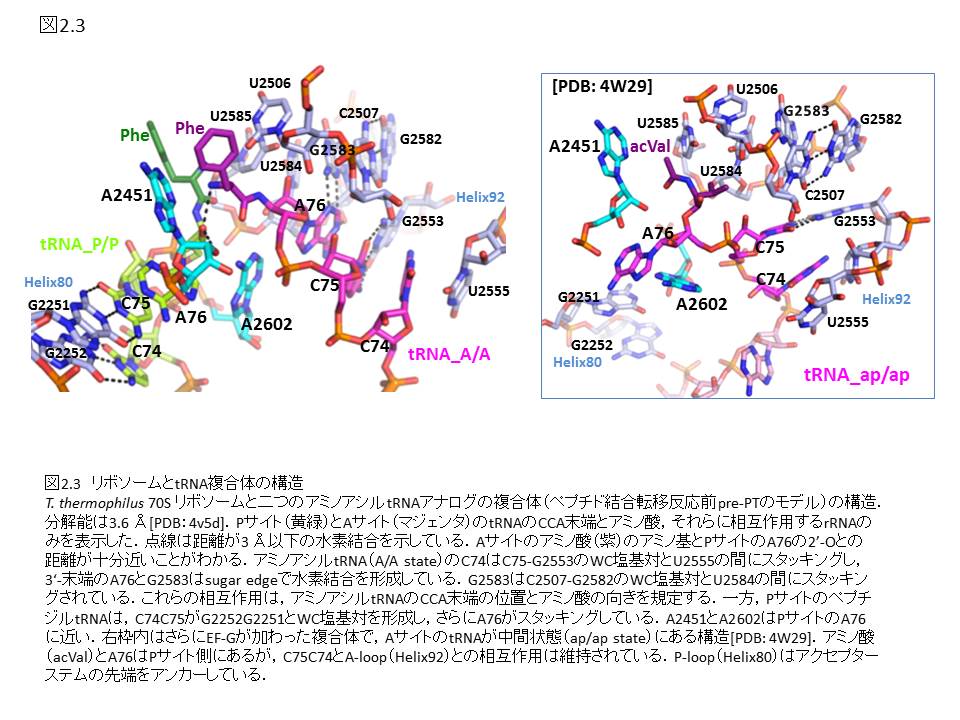 ノンコーディングRNA - 株式会社 化学同人