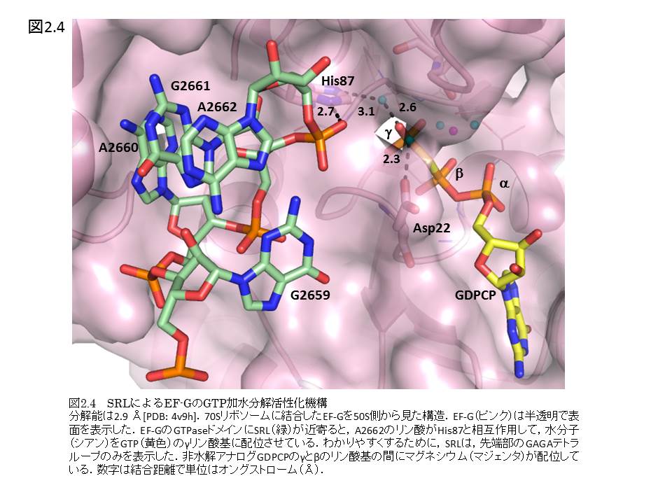 ノンコ-ディングＲＮＡ ＲＮＡ分子の全体像を俯瞰する  /化学同人/廣瀬哲郎（単行本） ノンコーディングRNA: RNA分子の全体像を俯瞰する (DOJIN