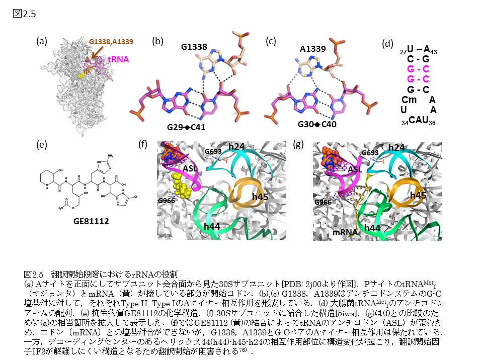 ノンコーディングRNA - 株式会社 化学同人