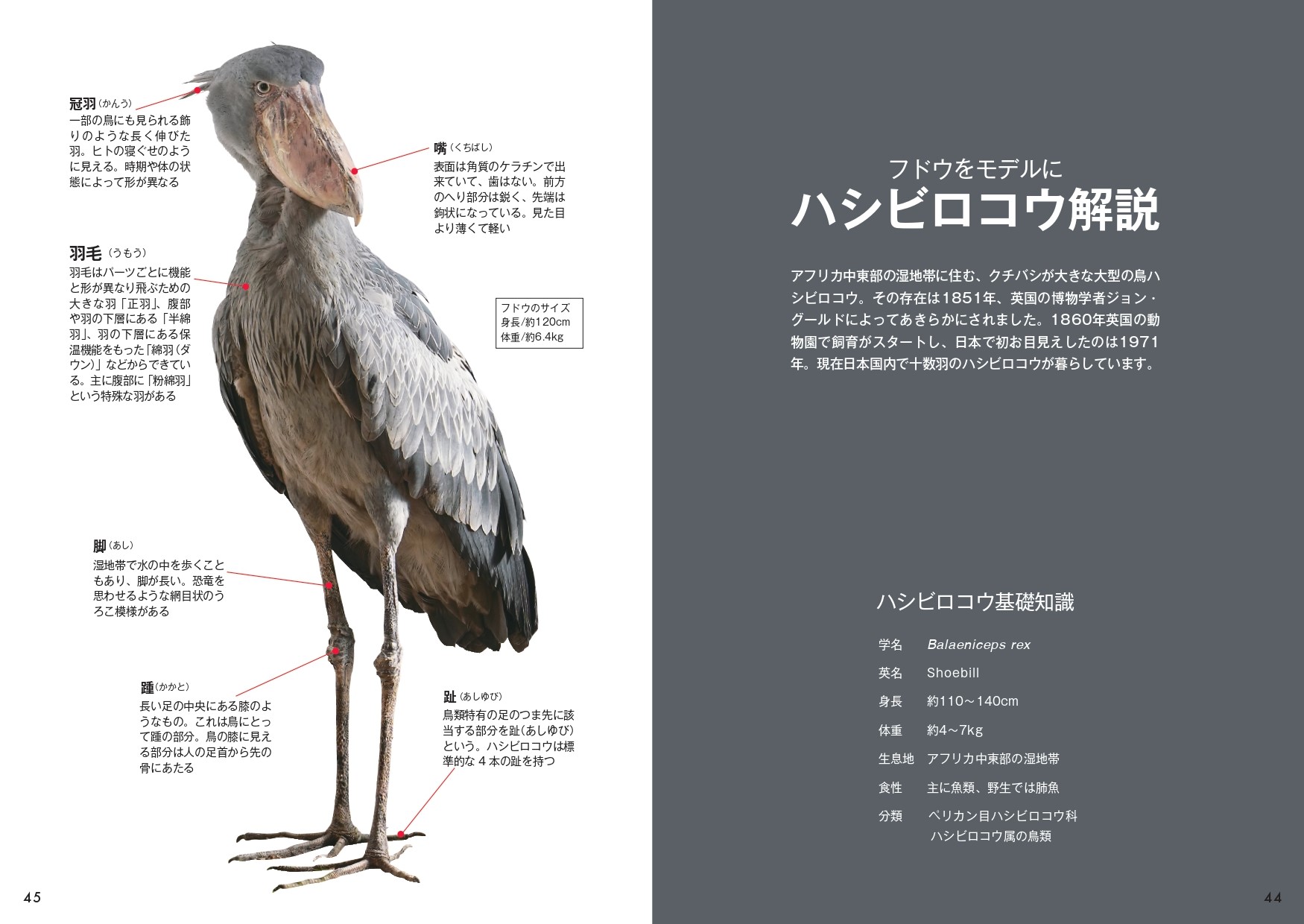 ハシビロコウのフドウ PHOTO BOOK - 株式会社カンゼン