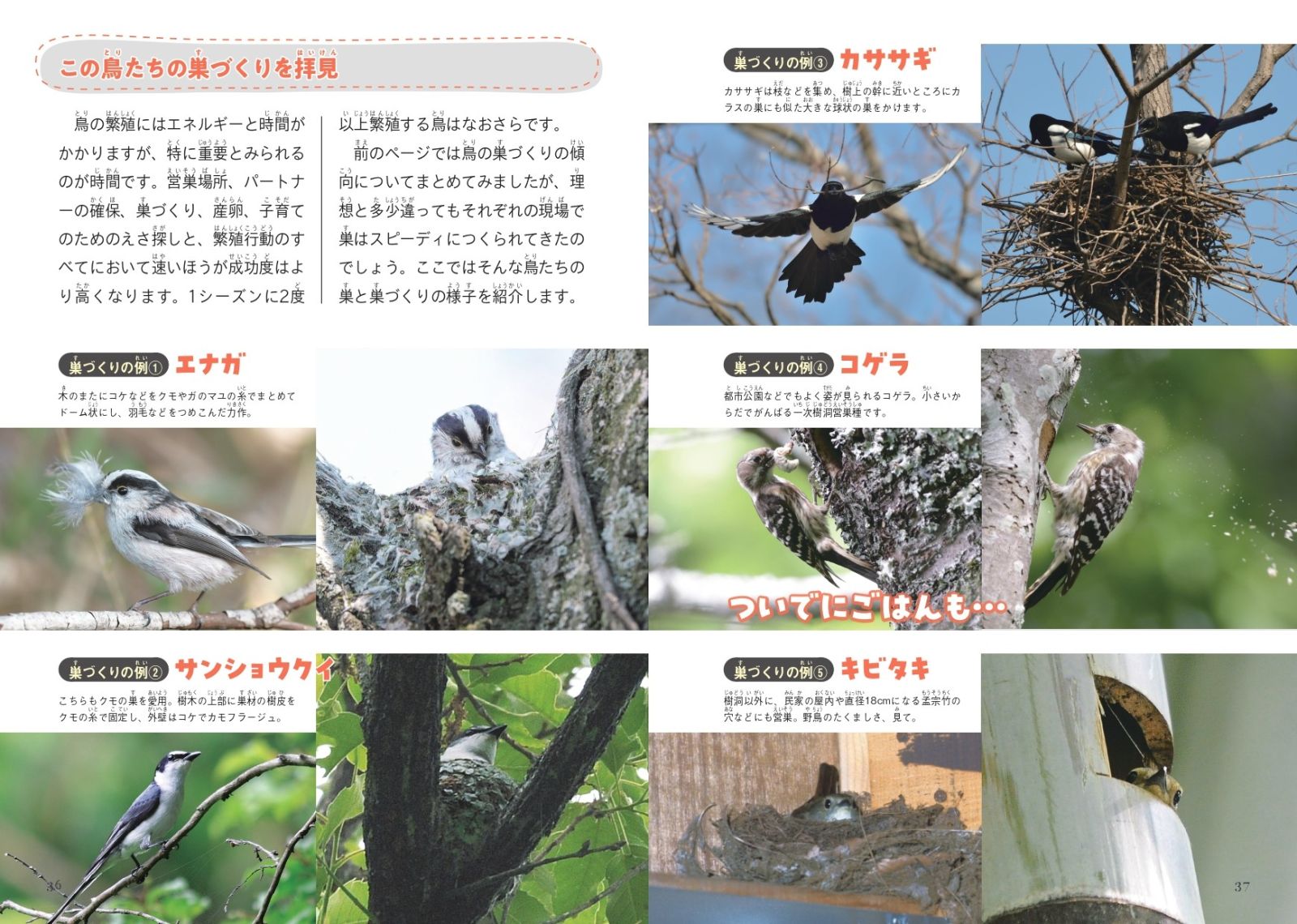 鳥の親子＆子育て図鑑 - 株式会社カンゼン