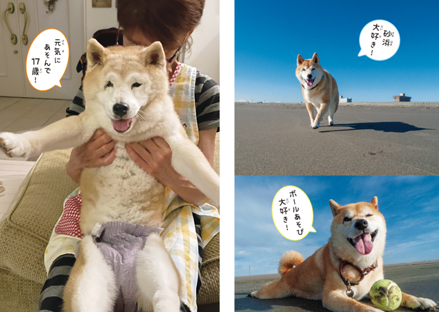 23年10月新刊☆さようなら、捨て犬・未来 - 株式会社岩崎書店 この1冊