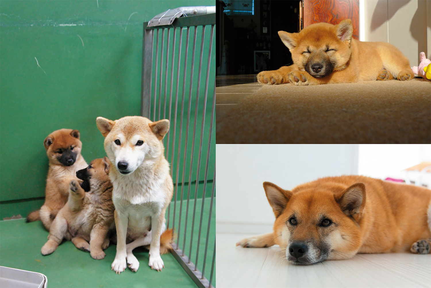 26年2月新刊☆捨て犬・きららとネリかあさん - 株式会社岩崎書店 この1